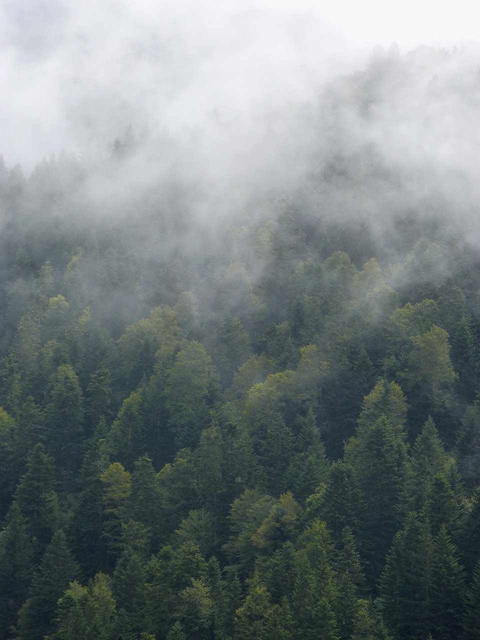 fog, nature, forest, trees, mystery, cold